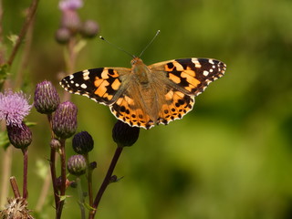 Painted lady butterfly (Vanessa cardui) - colorful butterfly with open wings on green background, Gdansk, Poland