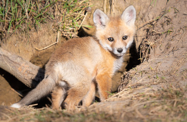 Red fox kits in the wild
