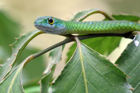 Green Mamba