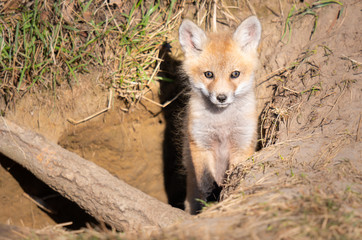 Red fox kits in the wild