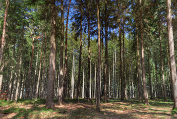 wunderschöner, märchenhafter Wald am Stauweiher Rabenstein im Frühling