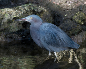 Little Blue Heron  Stock Photos. Little Blue Heron close-up profile view standing in the water displaying blue feather plumage beak, eye, feet with a moss rock background in its habitat.