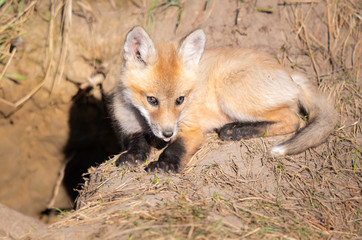 Fototapeta premium Red fox kits in the wild