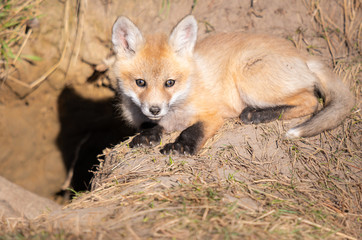 Red fox kits in the wild