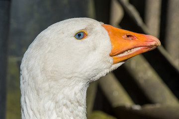 old white goose portait on nature outdoor