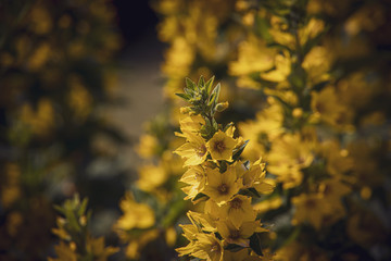 Fototapeta na wymiar yellow flowers in the garden on a warm summer day