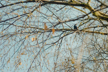 Blackbird is sitting on a wide tree