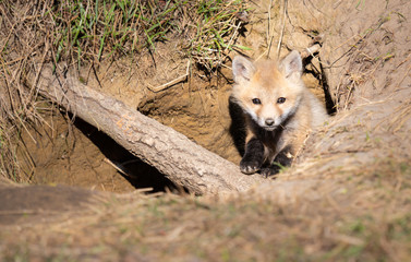 Red fox kits in the wild