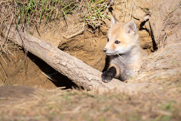 Red fox kits in the wild