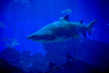 Obraz premium unter wasser