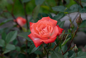 Tea Rose in full bloom