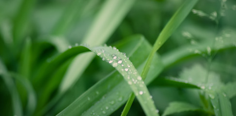Beautiful drops of transparent rain water on a green leaf, macro, selective focus, blurred background