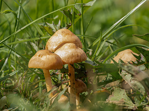 Nelken-Schwindling (Marasmius oreades) - ein kleiner Pilz im Rasen, der oft in Ringen w&auml;chst und auch essbar ist.