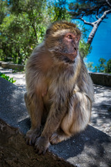Barbary Macaque looking over shoulder Gibraltar