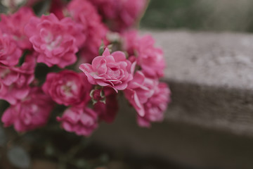 delicate pink rose against a background of green leaves in a summer garden