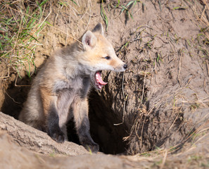Red fox kits in the wild