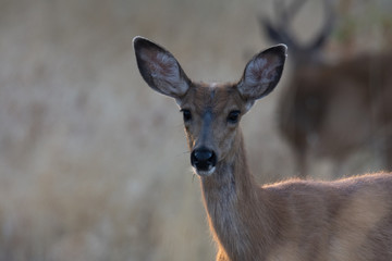 Female White-tail Deer