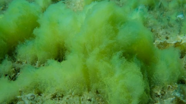  Close-up of Seabed covered with Filamentous algae (Acinetospora crinita). Natural background Green alga. Adriatic Sea, Montenegro, Europe