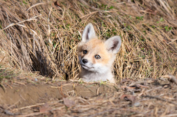 Obraz premium Red fox kits in the wild