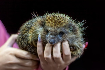 Little hedgehog. Prickly hedgehog in the hands.