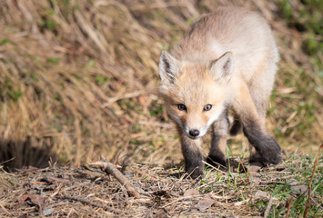 Red fox kits in the wild