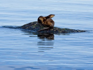 Two otters playing on the rock