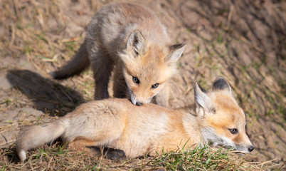 Red fox kits in the wild