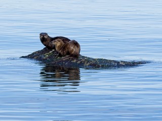 Two otters playing on the rock