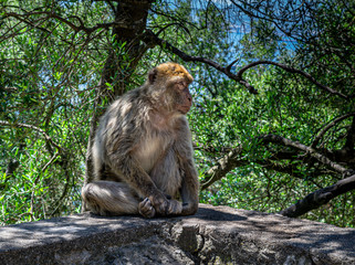Barbary Macaque looking right Gibraltar