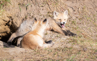 Red fox kits in the wild