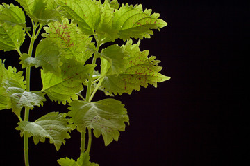 green coleus on black background