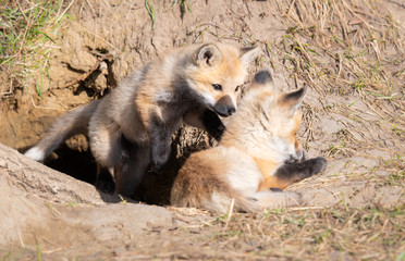 Red fox kits in the wild