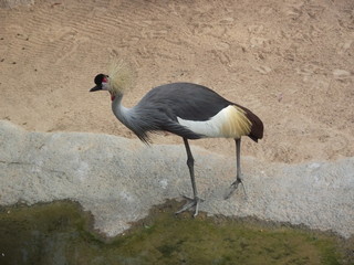 pajaros
