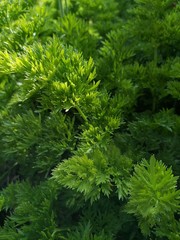 close up of green dill