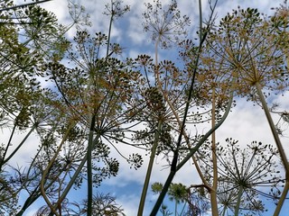 sky and tree