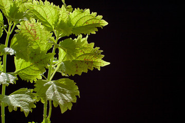 green coleus on black background