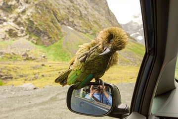 Kea parrot sitting on a car mirror