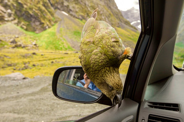 Kea parrot breaks down the car