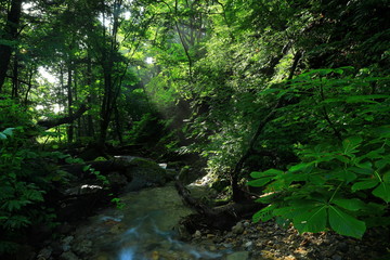 岩手県矢巾町　夏の大白沢の滝