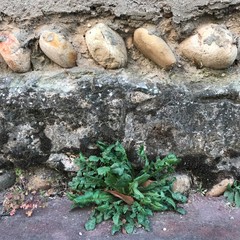 Obraz premium mur ancien et plante urbaine