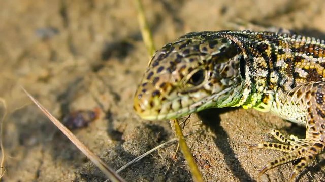 Common lizard (lat. Lacerta agilis) warms in a sunny glade. Summer