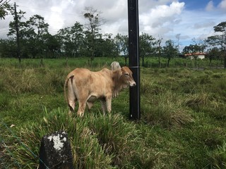 Cow in Costa Rica.