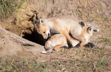 Red fox kits in the wild