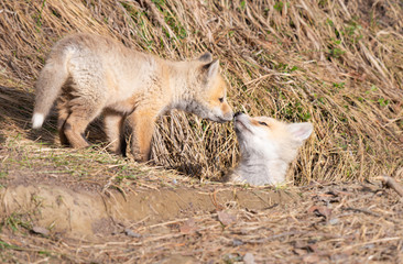 Red fox kits in the wild