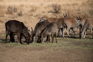 Wild common waterbucks and eland antelopes eating grass in their natural habitat