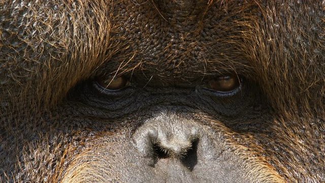 Close-up portrait of an adult male orangutan looking around. Wild nature stock footage.