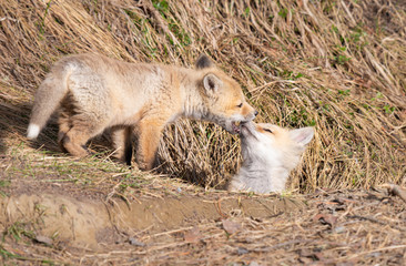 Red fox kits in the wild
