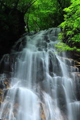 Fototapeta na wymiar 夏の北の沢大滝