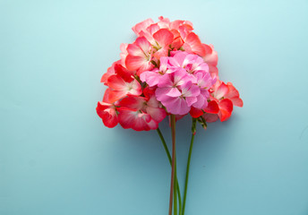 delicate flower Pelargonium, garden geranium or zonal geranium Flowers, cosmetic aroma oil on a white background