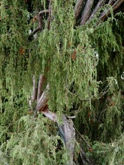 Laubbäume im Heidetal